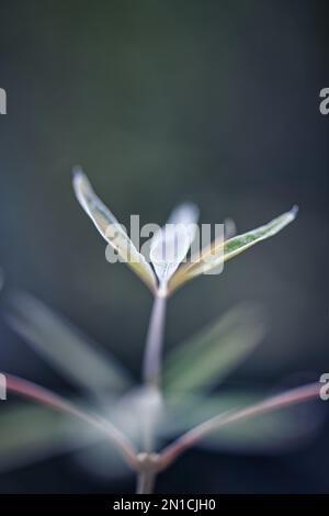 an aeristic view of a tree growing Stock Photo