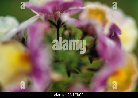 pink yellow and green are all happening in this sceen Stock Photo