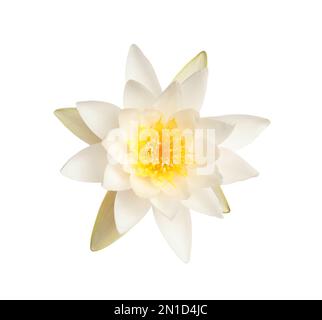 Beautiful blooming lotus flower isolated on white Stock Photo