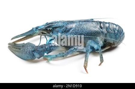 Blue or sapphire crayfish isolated on white Stock Photo