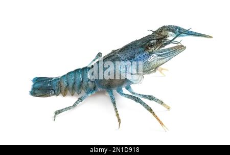 Blue or sapphire crayfish isolated on white Stock Photo