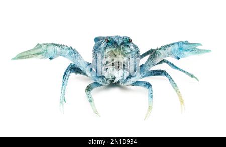 Blue or sapphire crayfish isolated on white Stock Photo