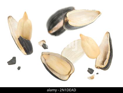 Sunflower seeds with hull flying on white background Stock Photo