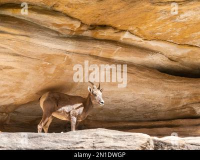 An adult female bighorn sheep (Ovis canadensis nelsoni), in a cave for shade in Grand Canyon National Park, Arizona, United States of America Stock Photo