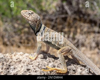 An adult desert collared lizard (Crotaphytus bicinctores), basking in Grand Canyon National Park, Arizona, United States of America, North America Stock Photo