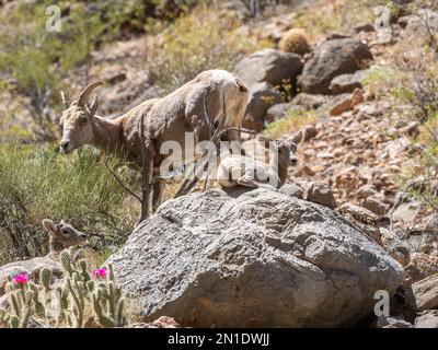 An adult female bighorn sheep (Ovis canadensis nelsoni), with two lambs in Grand Canyon National Park, Arizona, United States of America Stock Photo