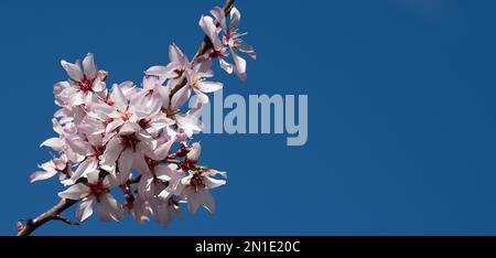 White almond flowers and buds on branch, flowering trees as symbol of coming spring Stock Photo