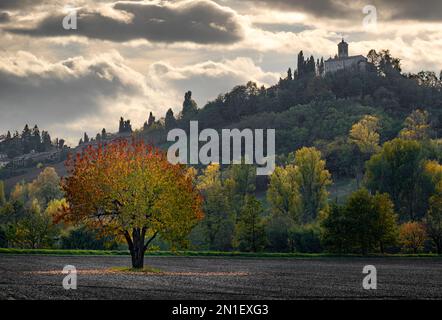First autumn colors of a cherry tree in the Italian countryside with a church on a hill in the background, Emilia Romagna, Italy, Europe Stock Photo
