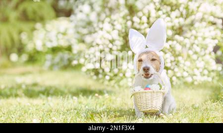 Dog wearing Easter bunny ears holding basket full of colored eggs and white flowers Stock Photo
