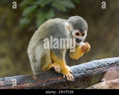 Common squirrel monkey is perching on tree branch. Saimiri sciureus is eating something. Stock Photo
