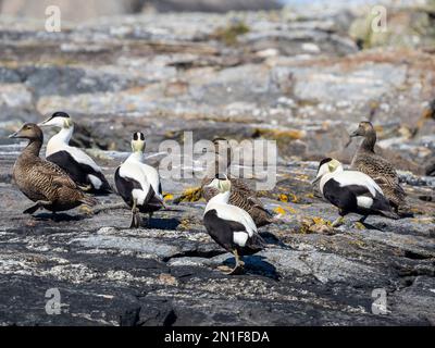 Adult common eider ducks (Somateria mollissima), gathered on the shoreline on the island of Bjornoya, Norway, Scandinavia, Europe Stock Photo