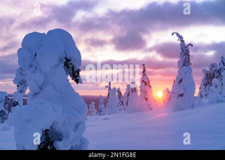Dramatic sky with clouds at sunset over frozen spruce trees covered with snow, Riisitunturi National Park, Posio, Lapland, Finland, Europe Stock Photo