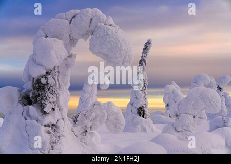Frozen snowy trees in the winter scenery of Finnish Lapland, Riisitunturi National Park, Posio, Lapland, Finland, Europe Stock Photo