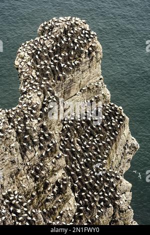 Gannets on the chalk cliffs, Bempton Cliffs RSPB Nature Reserve, Bridlington, Yorkshire, England, United Kingdom, Europe Stock Photo