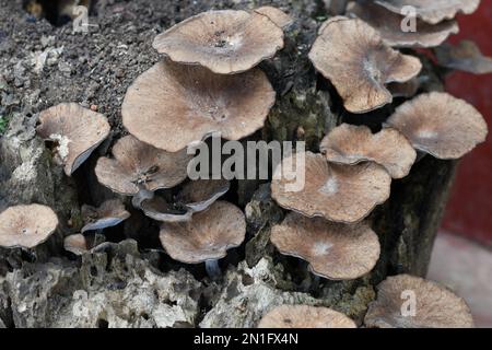 Upper view of mossy mushrooms on a decayed trunk Stock Photo