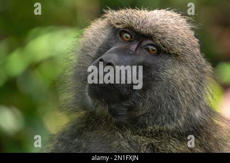 Portrait of an olive baboon (Papio anubis), Lake Manyara National Park, Tanzania, East Africa, Africa Stock Photo