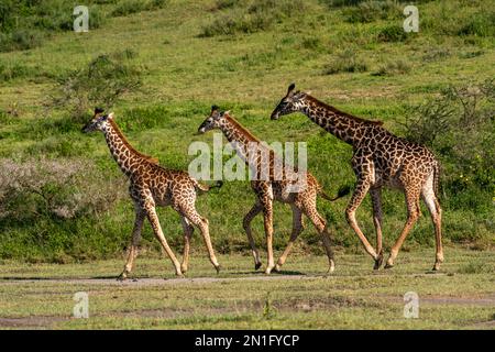 Masai giraffes (Giraffa camelopardalis tippelskirchi), Ndutu Conservation Area, Serengeti, Tanzania, East Africa, Africa Stock Photo