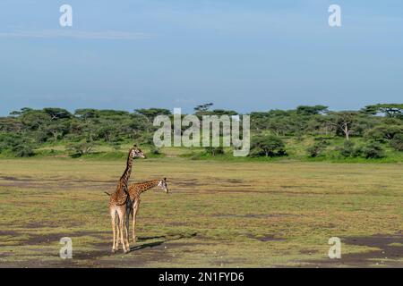 Two Masai giraffes (Giraffa camelopardalis tippelskirchi), Ndutu Conservation Area, Serengeti, Tanzania, East Africa, Africa Stock Photo