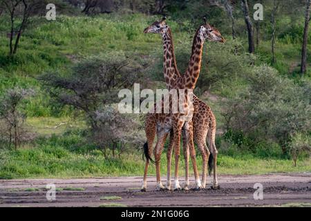 Two Masai giraffes (Giraffa camelopardalis tippelskirchi), Ndutu Conservation Area, Serengeti, Tanzania, East Africa, Africa Stock Photo