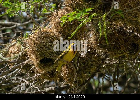 Speke's Weaver (Ploceus spekei) nesting in acacia tree, Ndutu Conservation Area, Serengeti, Tanzania, East Africa, Africa Stock Photo