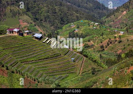 Abakundakawa Coffee Grower's Cooperative, Minazi coffee washing station, Gakenke district, Rwanda, Africa Stock Photo