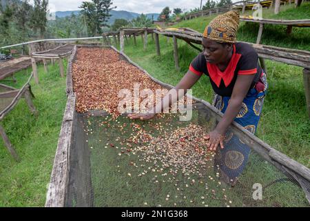 Abakundakawa Coffee Grower's Cooperative, Minazi coffee washing station, Gakenke district, Rwanda, Africa Stock Photo