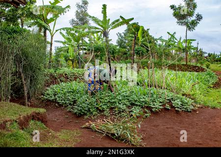 Woman working in a vegetable garden in Huye province, southern Rwanda, Africa Stock Photo
