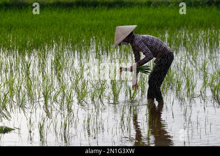 Silhouette of an Asian woman planting rice seedlings in a paddy field, agriculture, Hoi An, Vietnam, Indochina, Southeast Asia, Asia Stock Photo
