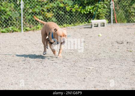 Big bully breed dog in the animal shelter play area Stock Photo