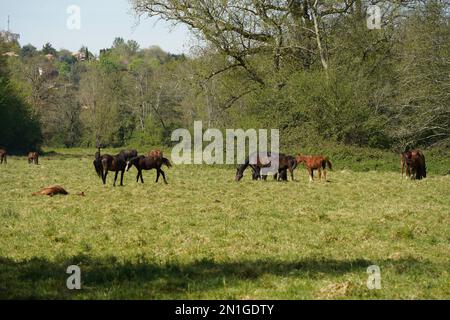 Horses in a grass field, meadow, France. Stock Photo