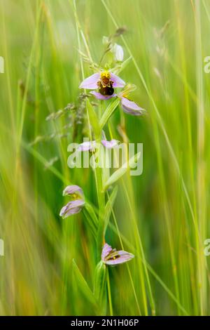 A Bee Orchid (Ophrys apifera) is seen in a natural setting of long green grass. Stock Photo