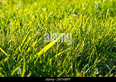 Green wild meadow grass with fresh morning dew. Selective focus Stock Photo