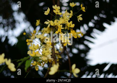 Flowers of the golden shower tree Stock Photo