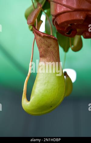 Plump and lush Nepenthes close-up Stock Photo