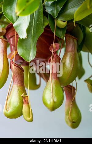 Plump and lush Nepenthes close-up Stock Photo