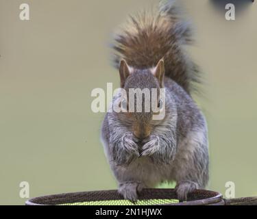 A grey squirrel, Sciurus carolinensis nibbling on a nut, balancing on the side of a metal bird feeding bowl Stock Photo