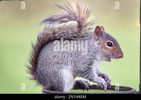 A side view of a grey Squirrel, Sciurus carolinensis side view with its mouth open and its tailed running up its back and curling at the end Stock Photo