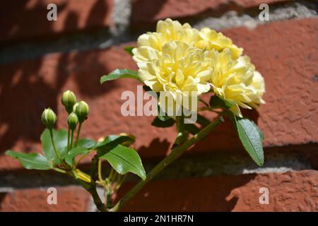 Beautiful yellow flower head of banksiae rose on red wall concrete background in bright sunshine. Close-up view. Common name Lady Banks rose. Stock Photo