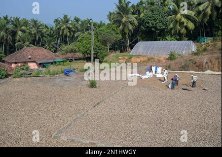 INDIA, Karnataka, Mudbidri, Betel nut or areca nut plantation, drying in the sun after harvest, betelnut is the fruit of the Areca palm tree, it is used as a chewing drug with betel pepper and other ingredient, areca contains alkaloids, consumption of areca has many harmful effects on health and is carcinogenic to humans Stock Photo