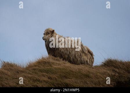 Close up of unshorn sheep with long wool standing in high grass resisting strong wind forces of nature at Bell Rock Tutira Napier New Zealand Stock Photo