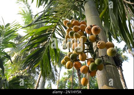 INDIA, Karnataka, Mudbidri, Betel nut or areca nut plantation, betelnut is the fruit of the Areca palm tree, it is used as a chewing drug with betel pepper and other ingredient, areca contains alkaloids, consumption of areca has many harmful effects on health and is carcinogenic to humans Stock Photo