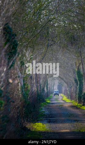 Nocton, Lincolnshire – Looking down an avenue of trees with mist rising on a winter evening at sunset with a Land Rover Defender approaching Stock Photo