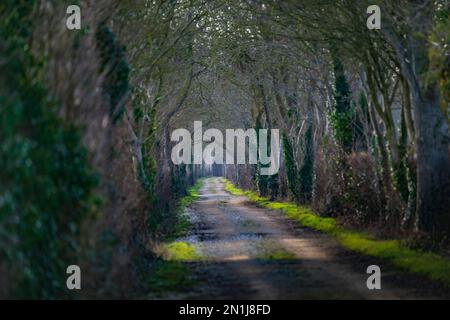 Nocton, Lincolnshire – Looking down an avenue of trees with mist rising on a winter evening at sunset Stock Photo