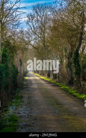 Nocton, Lincolnshire – Looking down an avenue of trees with mist rising on a winter evening at sunset Stock Photo