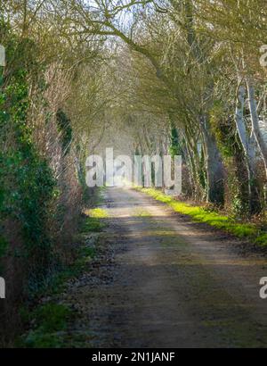 Nocton, Lincolnshire – Looking down an avenue of trees with mist rising on a winter evening at sunset Stock Photo