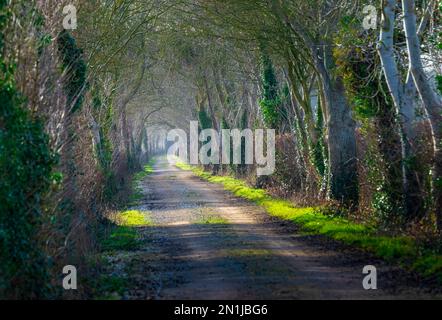 Nocton, Lincolnshire – Looking down an avenue of trees with mist rising on a winter evening at sunset Stock Photo