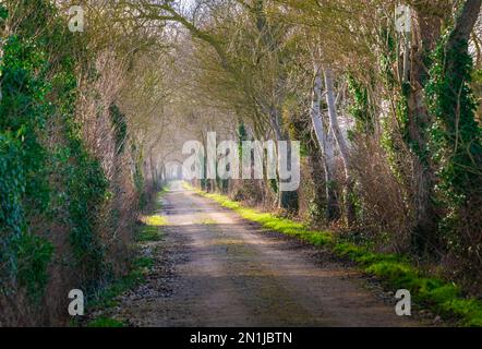 Nocton, Lincolnshire – Looking down an avenue of trees with mist rising on a winter evening at sunset
