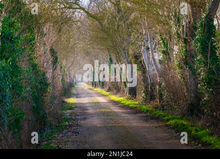 Nocton, Lincolnshire – Looking down an avenue of trees with mist rising on a winter evening at sunset Stock Photo