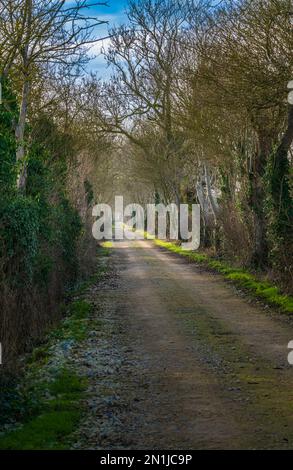 Nocton, Lincolnshire – Looking down an avenue of trees with mist rising on a winter evening at sunset Stock Photo