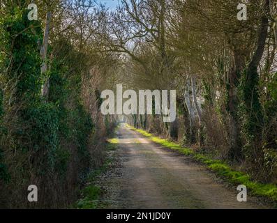 Nocton, Lincolnshire – Looking down an avenue of trees with mist rising on a winter evening at sunset Stock Photo